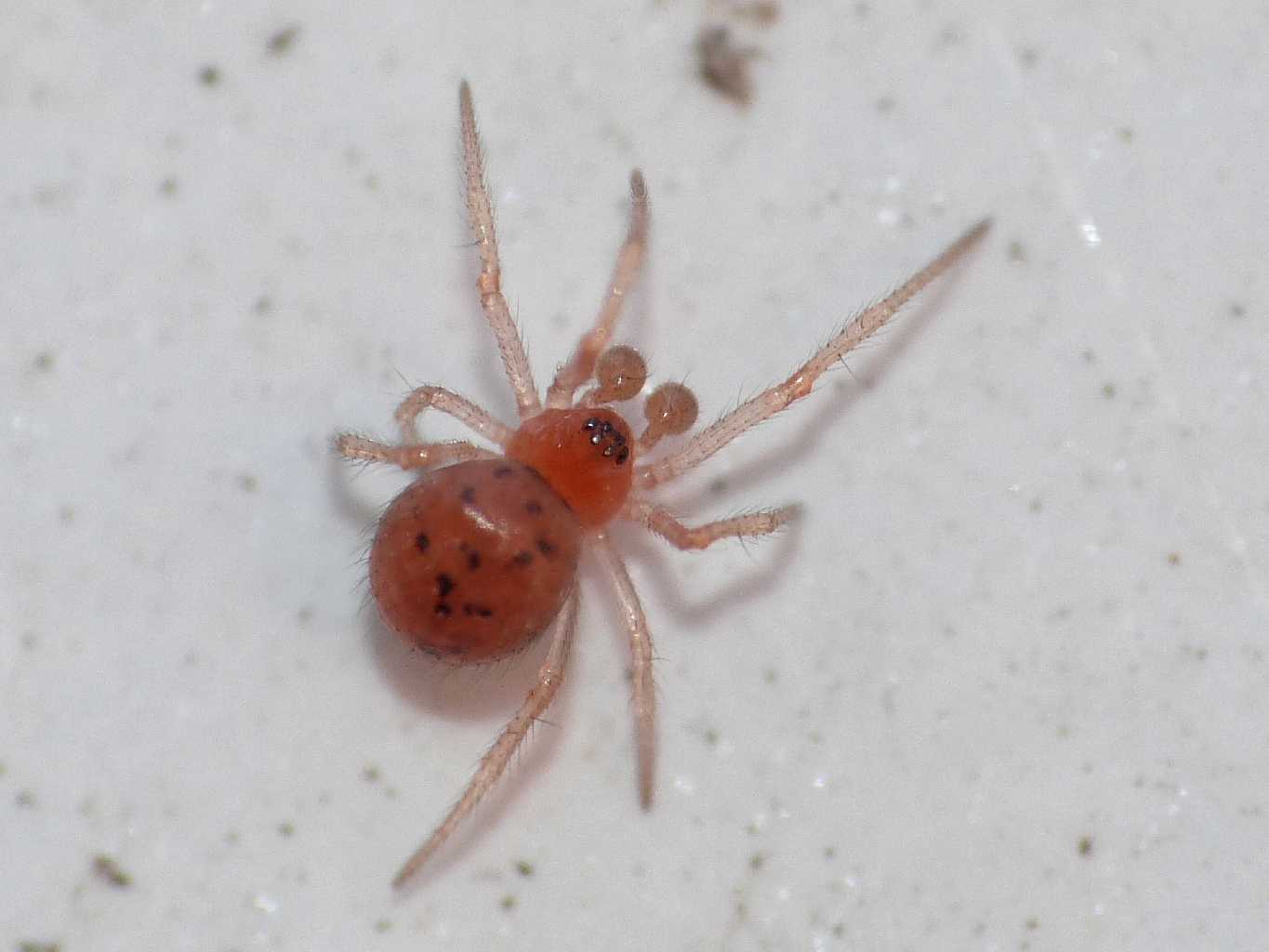 Theridiidae  - Torrimpietra (RM)